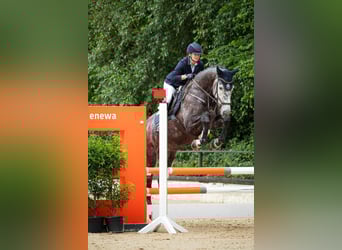 Irish Sport Horse, Mare, 6 years, 17.1 hh, Grey-Dapple