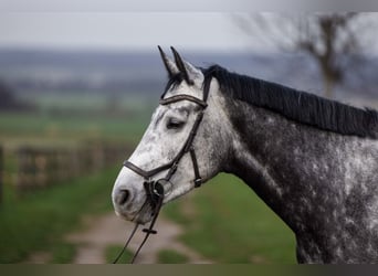 Irish Sport Horse, Mare, 6 years, 17.1 hh, Grey-Dapple