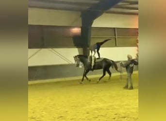 Irish Sport Horse, Mare, 6 years, 17.1 hh, Grey-Dapple