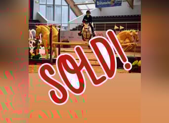 Irish Sport Horse, Mare, 7 years, 14.1 hh, Grey-Dapple