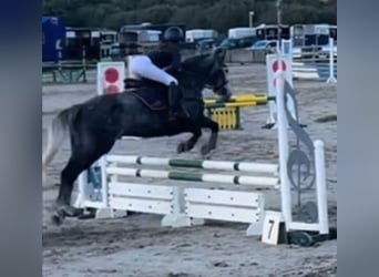 Irish Sport Horse, Mare, 7 years, 14.2 hh, Grey