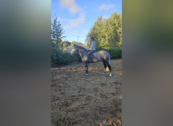 Irish Sport Horse, Mare, 7 years, 14.2 hh, Grey