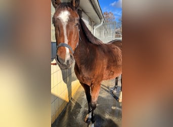 Irish Sport Horse, Mare, 7 years, 14.3 hh, Brown