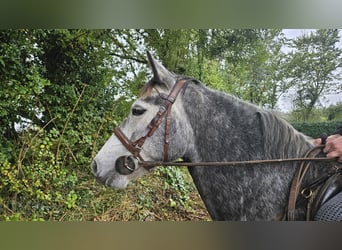 Irish Sport Horse, Mare, 7 years, 14,2 hh, Grey
