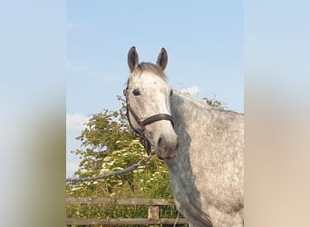 Irish Sport Horse, Mare, 7 years, 15.1 hh, Gray