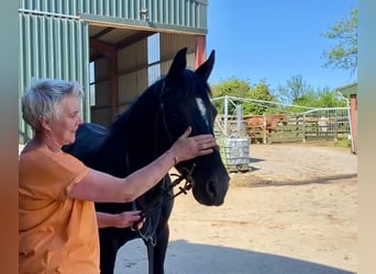 Irish Sport Horse, Mare, 7 years, 15,2 hh, Black