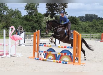 Irish Sport Horse, Mare, 7 years, 15.2 hh, Black