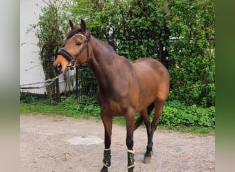 Irish Sport Horse, Mare, 7 years, 15.2 hh, Brown