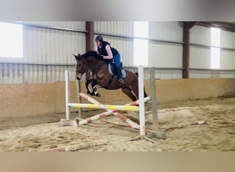 Irish Sport Horse, Mare, 7 years, 15,2 hh, Brown