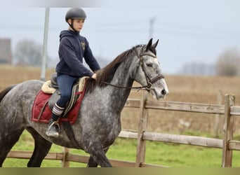 Irish Sport Horse, Mare, 7 years, 15,3 hh, Gray-Blue-Tan