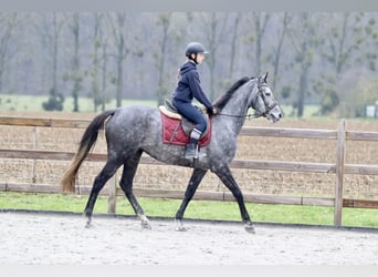 Irish Sport Horse, Mare, 7 years, 15,3 hh, Gray-Blue-Tan