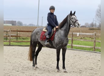 Irish Sport Horse, Mare, 7 years, 15,3 hh, Gray-Blue-Tan