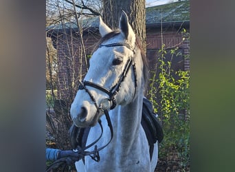 Irish Sport Horse, Mare, 7 years, 15,3 hh, Gray-Dapple