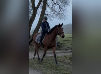 Irish Sport Horse, Mare, 7 years, 15 hh, Brown