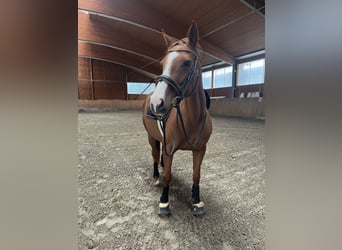 Irish Sport Horse, Mare, 7 years, 15,2 hh, Chestnut-Red