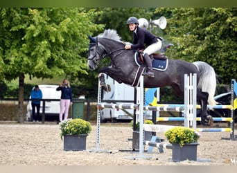 Irish Sport Horse, Mare, 7 years, 15,2 hh, Gray