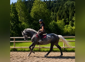Irish Sport Horse, Mare, 7 years, 16.1 hh, Grey-Dapple