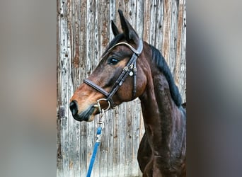 Irish Sport Horse, Mare, 7 years, 16 hh, Bay-Dark