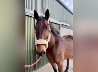 Irish Sport Horse, Mare, 7 years, 16 hh, Brown