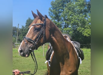 Irish Sport Horse, Stute, 7 Jahre, 16 hh, Dunkelfuchs