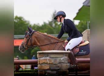 Irish Sport Horse, Mare, 7 years, 16 hh, Chestnut-Red