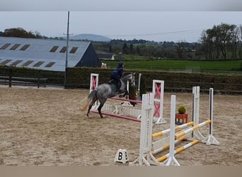 Irish Sport Horse, Mare, 7 years, 16 hh, Gray