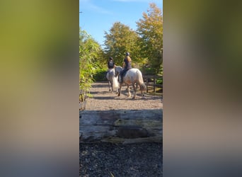 Irish Sport Horse, Mare, 7 years, 16 hh, Gray