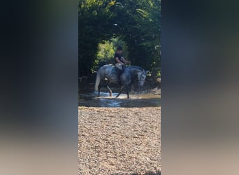 Irish Sport Horse, Mare, 7 years, 16 hh, Gray