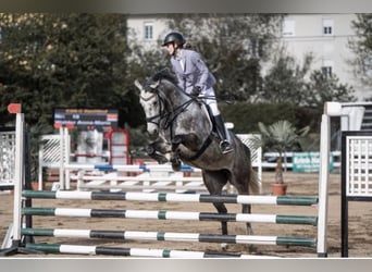 Irish Sport Horse, Mare, 7 years, 16 hh, Grey