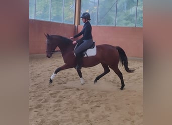 Irish Sport Horse, Mare, 7 years, 16,1 hh, Brown