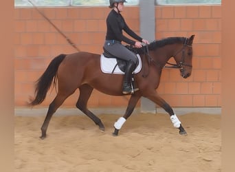 Irish Sport Horse, Mare, 7 years, 16,1 hh, Brown