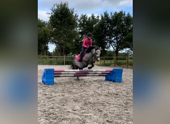 Irish Sport Horse, Mare, 8 years, 11.1 hh, Gray-Blue-Tan