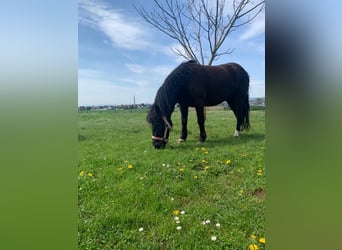 Irish Sport Horse, Mare, 8 years, 11.2 hh, Black