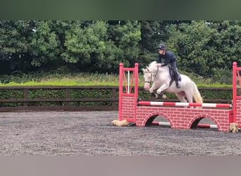 Irish Sport Horse, Mare, 8 years, 13,2 hh, Cremello