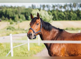 Irish Sport Horse, Mare, 8 years, 15.1 hh, Bay