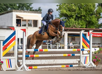 Irish Sport Horse, Mare, 8 years, 15.1 hh, Chestnut-Red