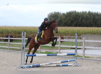 Irish Sport Horse, Mare, 8 years, 15.2 hh, Brown