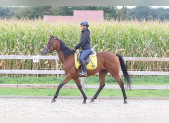 Irish Sport Horse, Mare, 8 years, 15.2 hh, Brown
