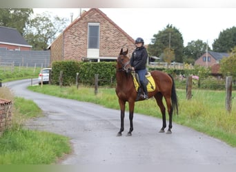 Irish Sport Horse, Mare, 8 years, 15.2 hh, Brown