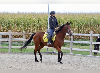 Irish Sport Horse, Mare, 8 years, 15.2 hh, Brown