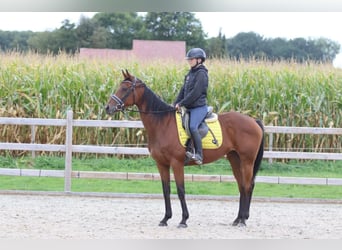 Irish Sport Horse, Mare, 8 years, 15.2 hh, Brown