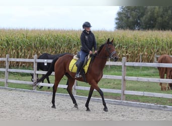 Irish Sport Horse, Mare, 8 years, 15.2 hh, Brown