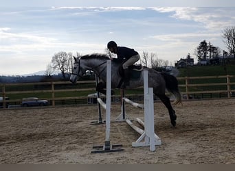 Irish Sport Horse, Mare, 8 years, 15,2 hh, Gray