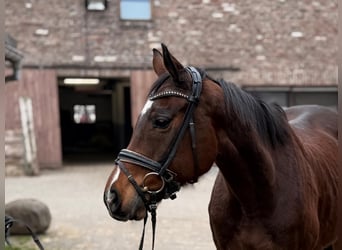 Irish Sport Horse, Mare, 8 years, 15,2 hh, Bay-Dark