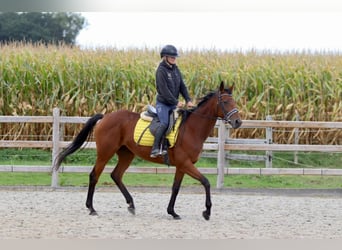 Irish Sport Horse, Mare, 8 years, 15,2 hh, Brown
