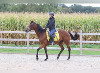 Irish Sport Horse, Mare, 8 years, 15,2 hh, Brown