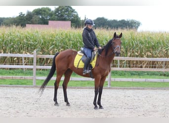 Irish Sport Horse, Mare, 8 years, 15,2 hh, Brown