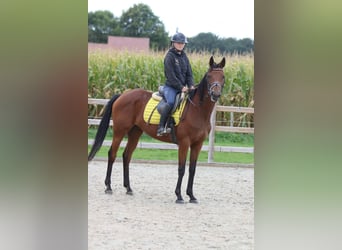 Irish Sport Horse, Mare, 8 years, 15,2 hh, Brown