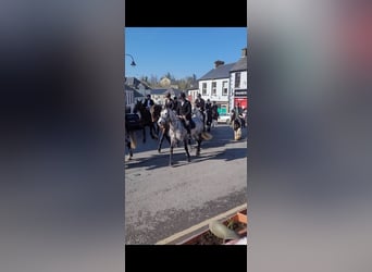 Irish Sport Horse, Mare, 8 years, 15,2 hh, Grey