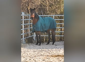Irish Sport Horse, Mare, 8 years, 15,3 hh, Brown